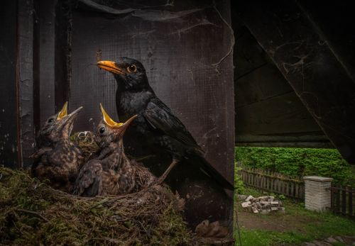 Cena za nejlepší fotografii české přírody - Igor Mikula: Kos černý - turdus merula male (Česká republika)