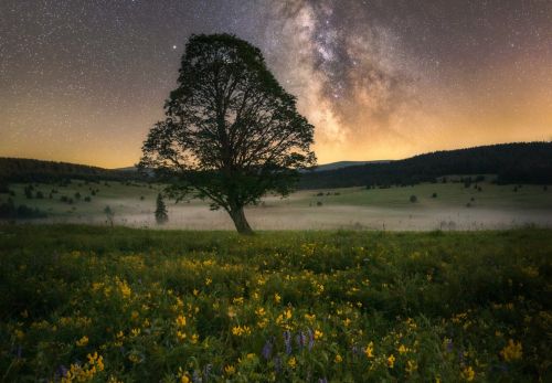 Lukáš Veselý - Významné stromy pod noční oblohou (2)