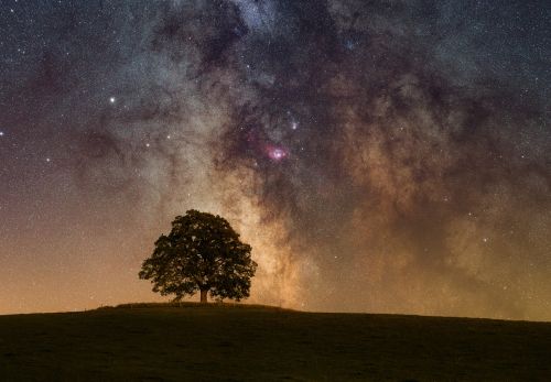 Lukáš Veselý - Významné stromy pod noční oblohou (3)