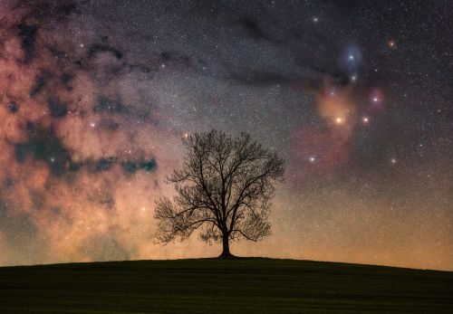 Lukáš Veselý - Významné stromy pod noční oblohou (5)