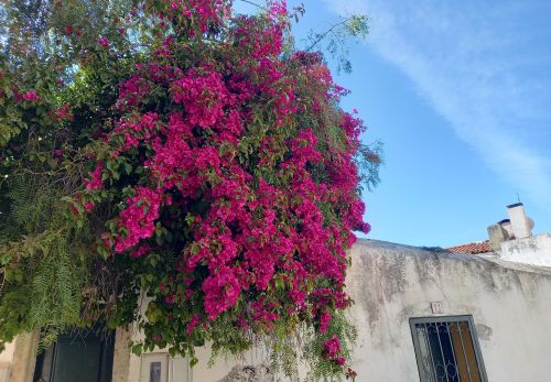 Bohunka Waageová: Výlet do Lisabonu - výstava fotografií