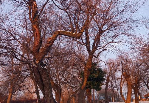 Bohunka Waageová: Krása "Riegráku" 16. 2. 2026 - výstava