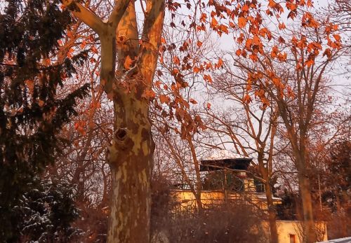 Bohunka Waageová: Krása "Riegráku" 16. 2. 2026 - výstava