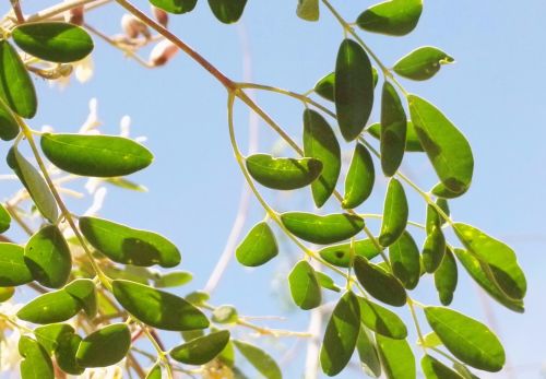 Je moringa zázračná rostlina? Rozhovor s Renatou Moringou Steinmetzovou.