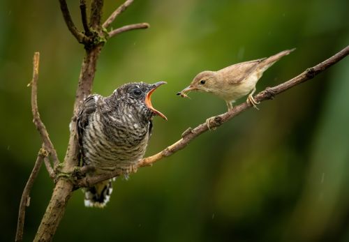 Czech Nature Photo - virtuální výstava nominovaných fotografií - 1. část