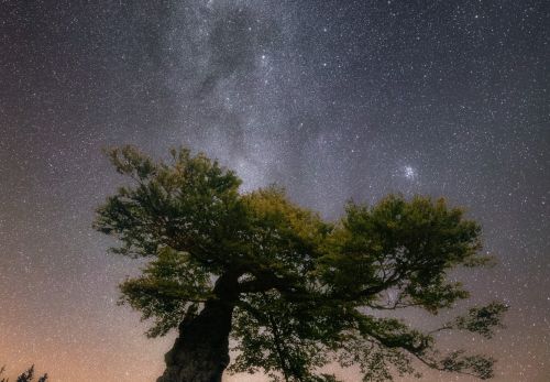Lukáš Veselý - Významné stromy pod noční oblohou (4)